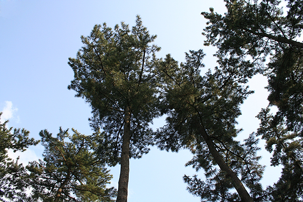 ���̂������w�̍�����