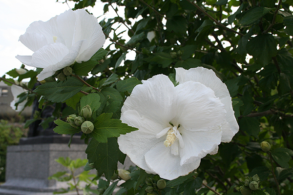 �Ȃ񂾂낤���̉�