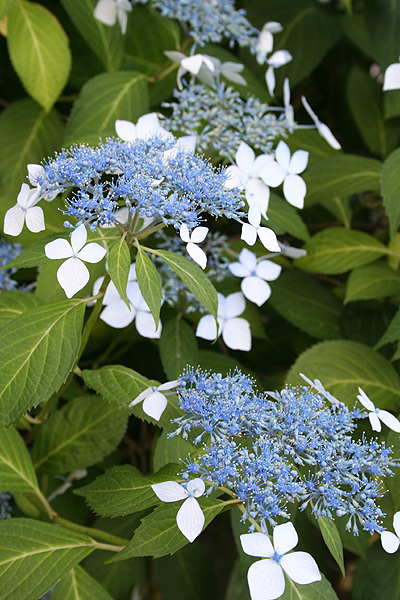 ���z�ԃJ���C�C